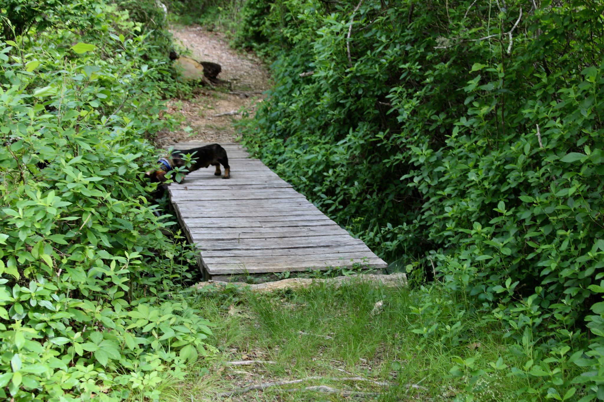 bridge