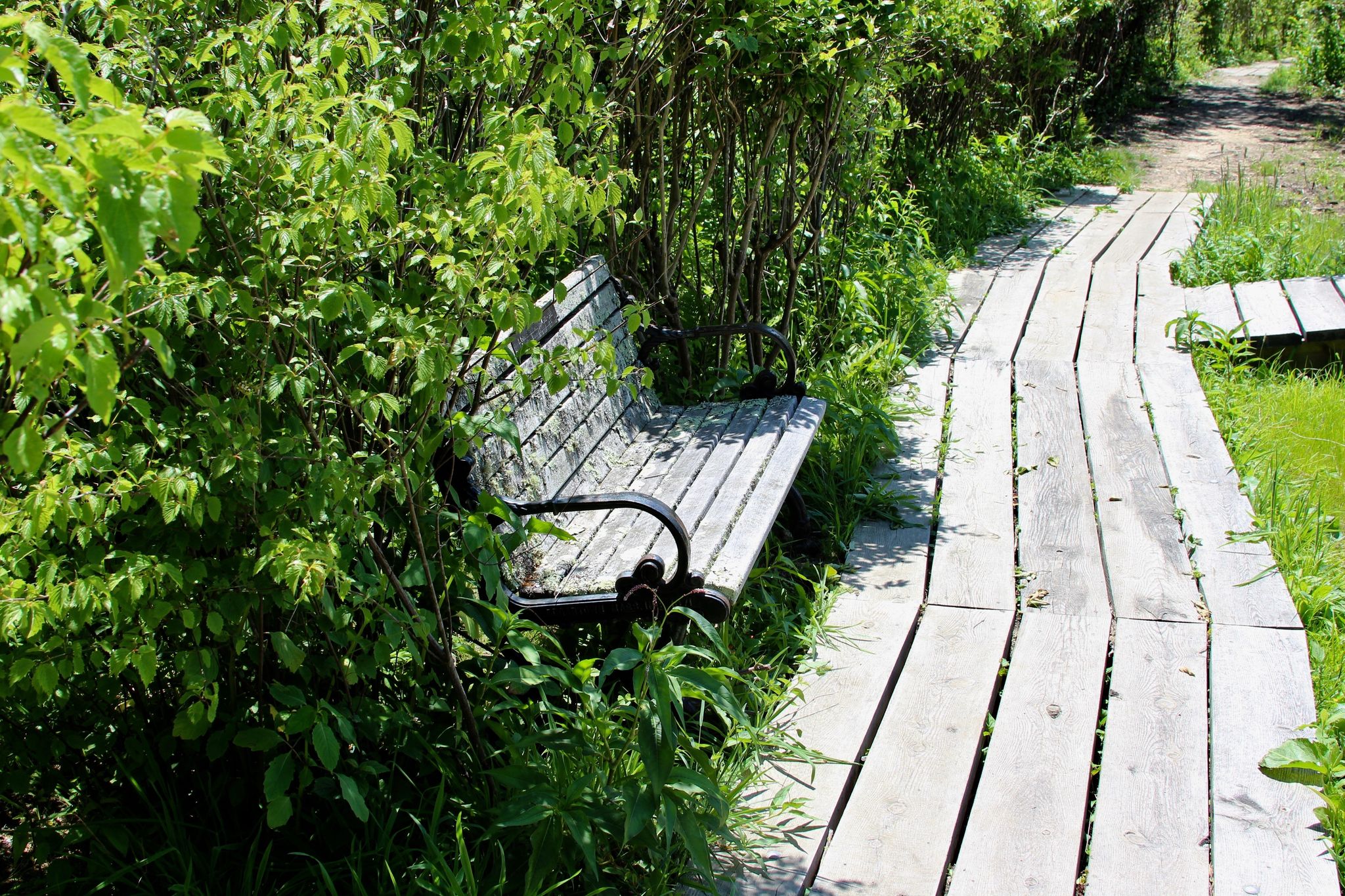 bench near pond