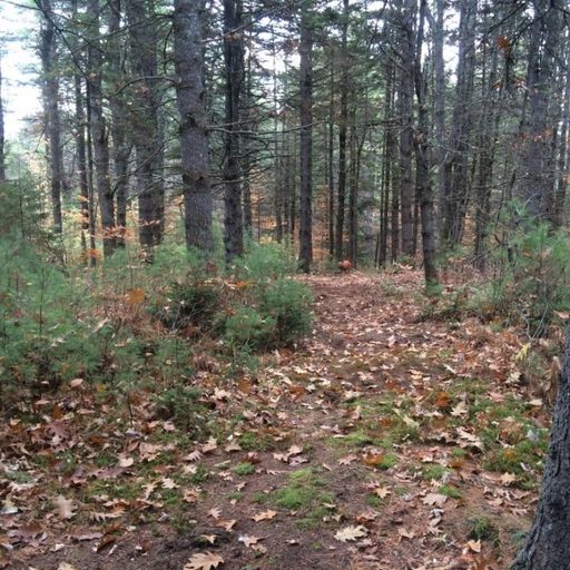 Moody Mountain Forest Areas OuterSpatial