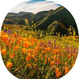 The California community badge, which includes a photo of the "Super Bloom" California Poppies in Walker Canyon outside of Lake Elsinore, Riverside County, CA.
